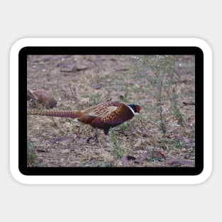 Pheasant Sticker